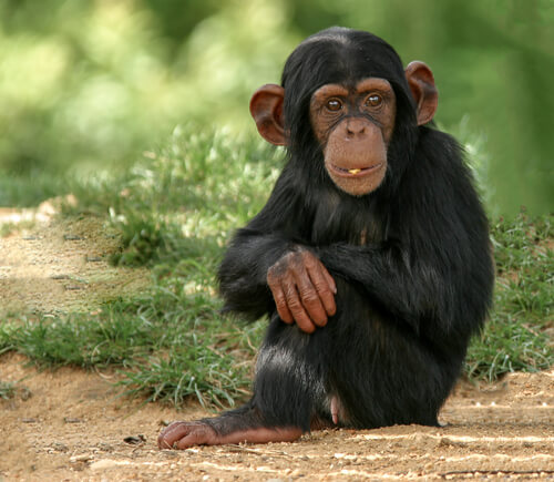 Vídeos virales de un chimpancé