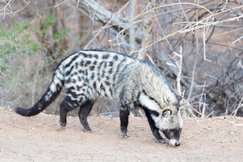 Viverridae