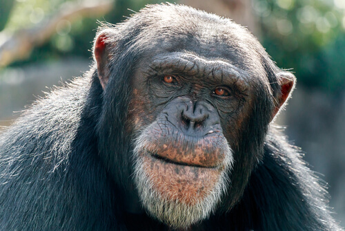 Alzheimer en primates