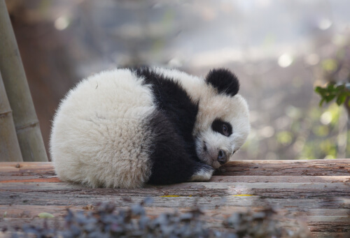 Amenazas del oso panda
