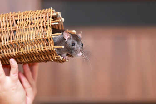 4 animales que pueden vivir en un apartamento
