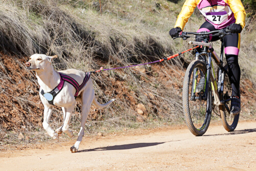 Bikejoring