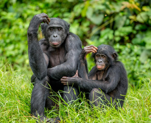 Bonobo y cría