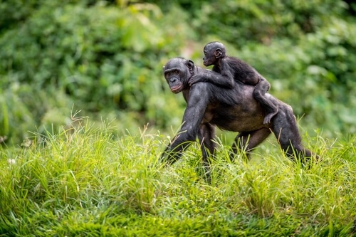 Bonobó madre con su hijo a la espalda
