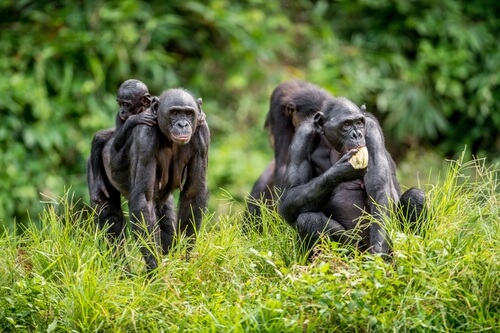 Bonobós ligando