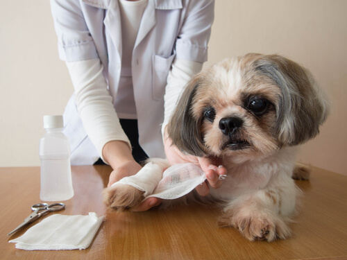 Botiquín de primeros auxilios para mascotas