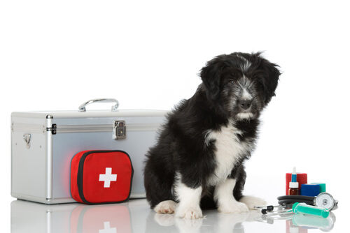 5 cosas que debes saber para prestar primeros auxilios a tu perro