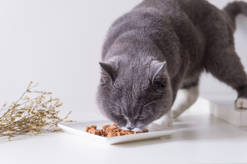 British shorthair: alimentación