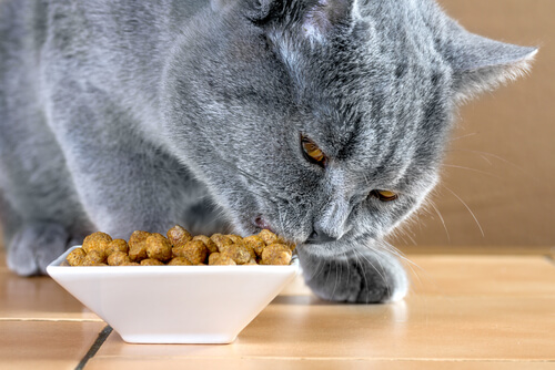 British shorthair: comida