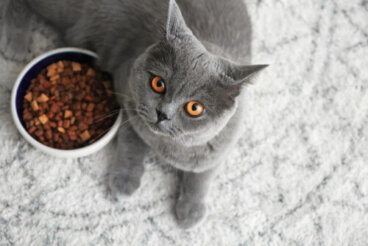 Dieta del british shorthair para mantenerlo saludable