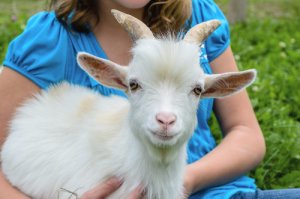 La cabra enana: un adorable animal para tener en casa