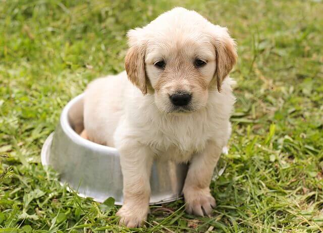 Cachorro de labrador retriever