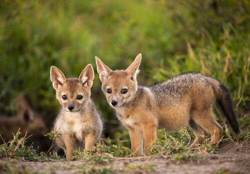Cachorros de chacal dorado