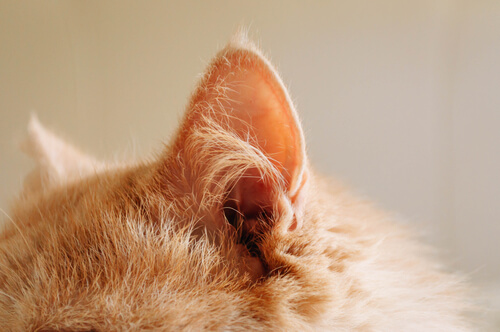 Canal auditivo del gato