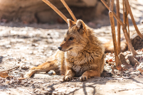 Canis aureus