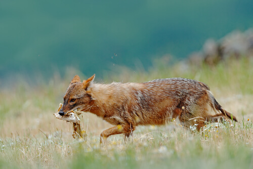 Chacal dorado cazando.