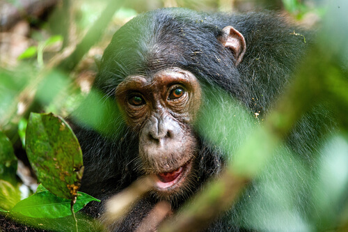 Los chimpancés usan herramientas en el zoo