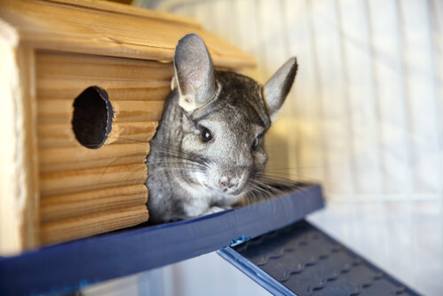 Chinchilla doméstica