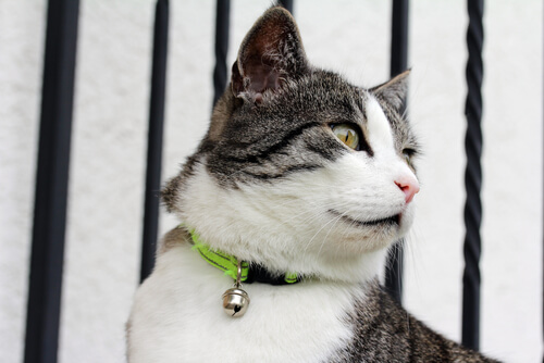 Flea collars are a great way to protect your cat against parasites.
