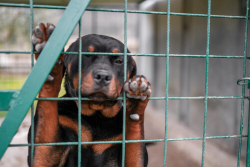 Cómo denunciar el maltrato animal