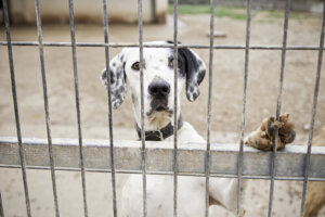 Consecuencias legales del maltrato animal