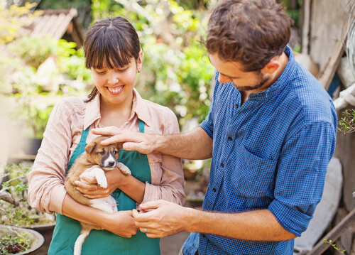 Contrato de adopción de animales entre particulares
