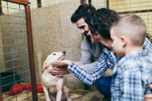 ¿Cómo hacer un contrato de compraventa de animales?