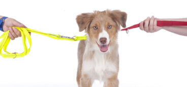 ¿Cómo es la copropiedad de animales?