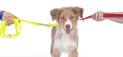 ¿Cómo es la copropiedad de animales?