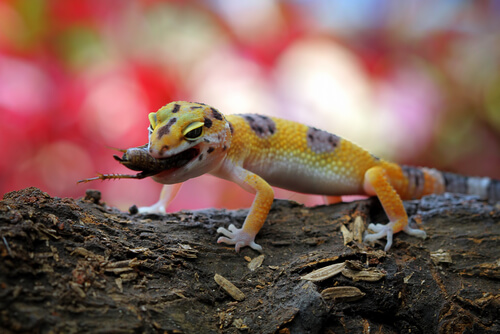 Cría del gecko leopardo alimentándose