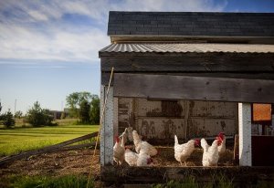7 consejos para criar pollos en la ciudad