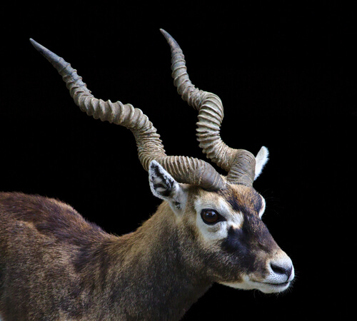 Cuernos del antílope negro