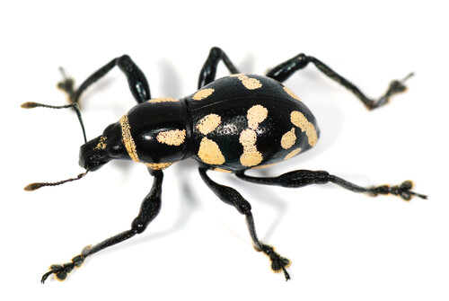 Curculionidae