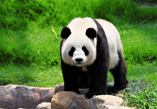 Curiosidades del oso panda