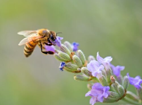 7 curiosidades sobre las abejas