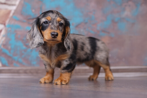 Dachshund langhaar