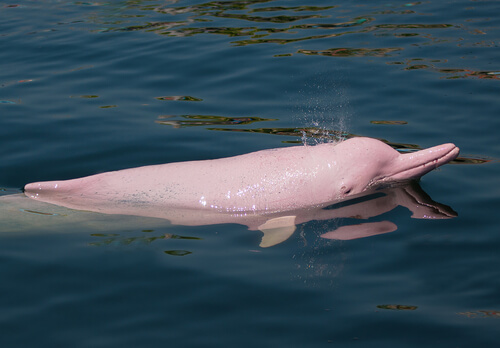 Delfín chino y su reproducción