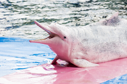 Delfín chino: comportamiento
