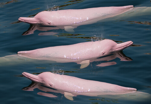 Delfín chino: hábitat
