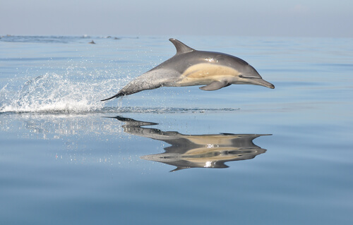 Delfín común: características