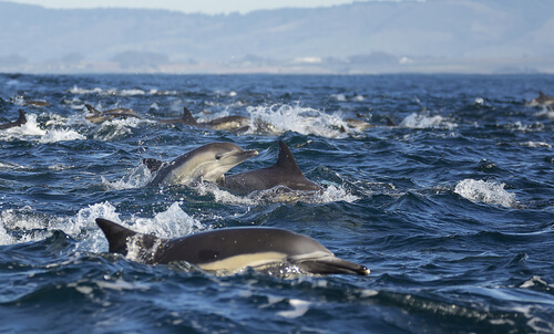 Delfín común: comportamiento