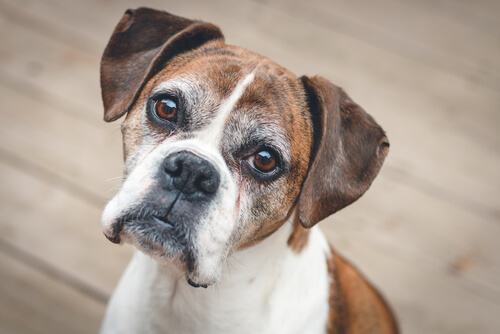 Disfunción cognitiva canina