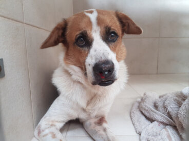 Diagnóstico de la ehrlichiosis del perro