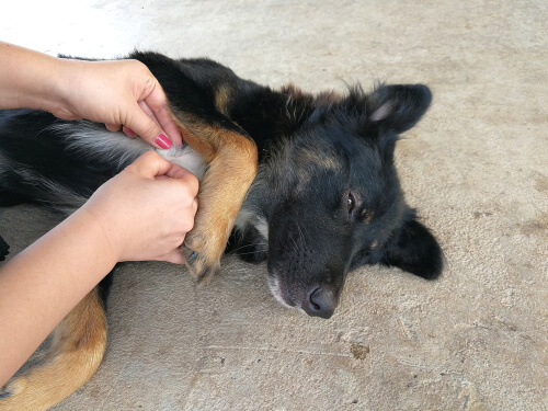 Ehrlichiosis del perro: tratamiento