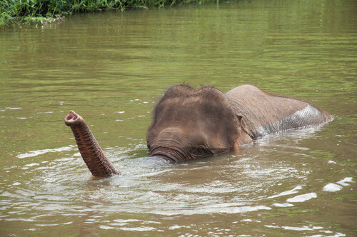 Elefante nadando