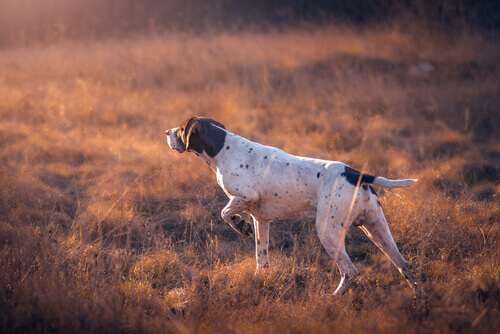 5 tips para enseñar a tu perro a cazar