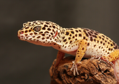 El gecko leopardo: cría y diseño del terrario