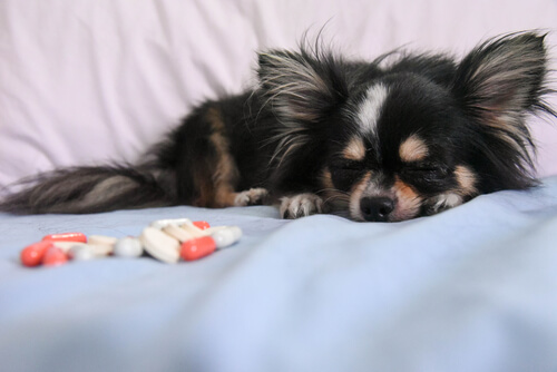 La eutanasia de mascotas: por qué, cuándo y cómo