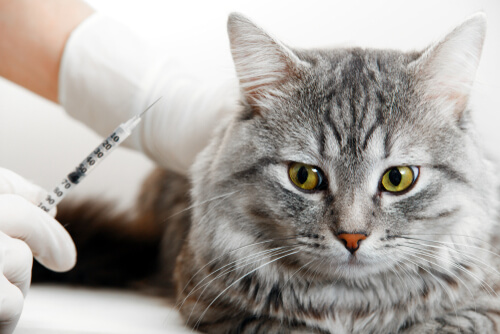 Fibrosarcoma del gato: cuidados