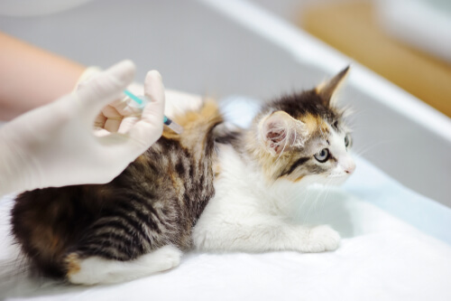 Fibrosarcoma del gato: tratamiento y cuidados